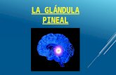 Presentación glándula pineal