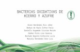 Bacterias Oxidativas de Hierro y Azufre