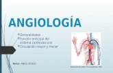 Angiología del sistema cardiovascular