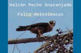 Falco Deiroleucus