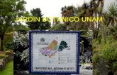 Jardin Botanico UNAM