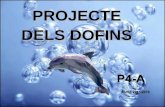 Projecte  dofins p4 a