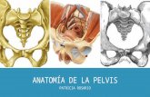Anatomía de la pelvis femenina (Obstetricia)