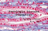 Patología sistema digestivocorta