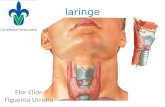 anatomía de laringe