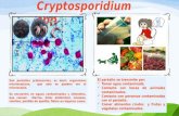 Cryptosporidium spp.