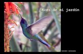 Aves De Mi Jardin (español-english)