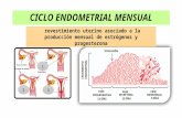 Exposicion ciclo endometrial mensu al
