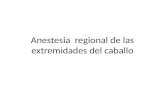 Anestesia regional-de-las-extremidades-del-caballo
