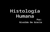 Gran atlas de histología humana