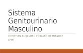 Patología Sistema Genitourinario masculino