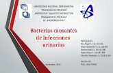 Bacterias causantes de infecciones de la vía urinaria