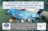 Colisión de Aves contra Ventanas en Costa Rica: descripción de un problema creciente