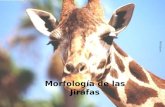 Morfología Jirafa