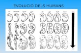 Evolucio humana