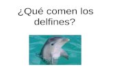 Qué comen los delfines