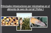 Principales intoxicaciones por micotoxinas en el alimento de