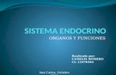 Tarea5  sistema endocrino
