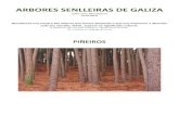 Árbores senlleiras de Galiza (piñeiros)