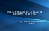 Manejo Integrado de la Langosta en el Perú. III Foro Agrario CultiVIda
