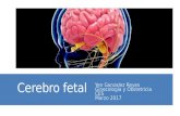cerebro fetal / medicina fetal