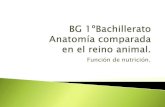1BACH Anatomía comparada: función de nutrición.