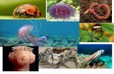 Temas 9 animales  invertebrados