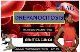 Drepanocitosis (anemia drepanocitica)