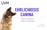Ehrlichiosis canina ppt