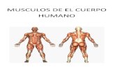 Musculos de el cuerpo humano