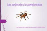 Presentación de los animales invertebrados