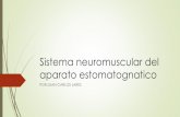 3 sistema neuromuscular del aparato estomatognatico