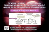 Genoma humano & Desarrollo Craneofacial