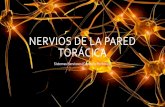 Sistemas Nerviosos (Pared Torácica/SNC&SNP)