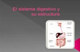 El sistema-digestivo-y-su-estructura-1