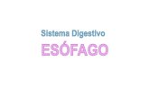 Histopatolog­a de Es³fago