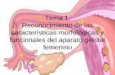 Tema 1. Características morfológicas y funcionales del aparato genital femenino