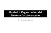 Unidad I: Organización del Sistema Cardiovascular · PDF fileGeneralidades •La función primaria del sistema cardiovascular es hacer llegar sangre a los tejidos, suministrando los