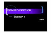 MInferior 2 09 - D E A - Departamento de Electrónica y ...dea.unsj.edu.ar/biologia2/minferior2.pdf · cayado de la v. s. e. Pasa por el maleolo int., verticalmente y sigue al ...