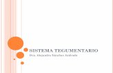 SISTEMA TEGUMENTARIO - Facultad de Medicina UNAM de Recursos en Lin… · SISTEMA TEGUMENTARIO Dra. Alejandra Sánchez Andrade. PIEL
