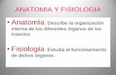 Anatomía. Describe la organización interna de los ... · PDF fileANATOMIA Y FISIOLOGIA •Anatomía. Describe la organización interna de los diferentes órganos de los insectos