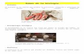 biologiaccadinarte11mogrado.files.wordpress.com…  · Web viewRamas de la biología - Anatomía. La anatomía es la ciencia que estudia la estructura, situación y relaciones de