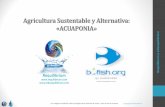 Agricultura Sustentable y Alternativa: «ACUAPONIA»requilibrium.com/acuaponia.pdf · HIDROPONIA + Cultivo de especies acuáticas en un medio controlado. Cultivo de plantas en sustratos