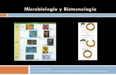 Microbiología y Biotecnología · PDF fileReino Fungi Heterótrofos aerobios ¿Hongos mucosos? Reino Fungi o Protozoos ... Obtención del fragmento de ADN que contiene el gen que