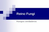 Hongos verdaderos en Puerto Rico - Ciencias Ambientalescienciambiental.orgfree.com/Presentations/Reino Fungi.pdf · Reino Fungi Hongos verdaderos. Características generales ... Neurospora