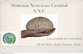 Sistema Nervioso Central S.N - Material para Estudiantes · PDF filecon la medula espinal a través del agujero occipital miércoles 21 de marzo de 12. Cerebro ... Shock Neurogénico
