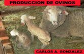 PRODUCCION DE OVINOS - · PDF fileintroduccion, evolucion y estado actual del ovino en la argentina •colonizacion • estantes • criollos • fines siglo xix • lana • carne