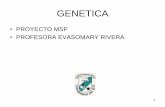 GENETICA - suagm.edu · PDF fileGENETICA •PROYECTO MSP •PROFESORA EVASOMARY RIVERA 1. Introducción a la Genética ... • Genética molecular • Genética de poblaciones y evolución