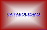 PRINCIPALES RUTAS DEL CATABOLISMOiespoetaclaudio.centros.educa.jcyl.es/sitio/upload/catabolismo... · PRINCIPALES RUTAS DEL CATABOLISMO DE LA GLUCOSA Respiración celular Fermentaciones