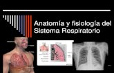 Tema 4: Anatomía y fisiología del Aparato Respiratorioanatomia241.weebly.com/.../1/0/6/8/10683880/sistema_respiratorio.pdf · El aparato respiratorio Vías respiratorias Fosas nasales